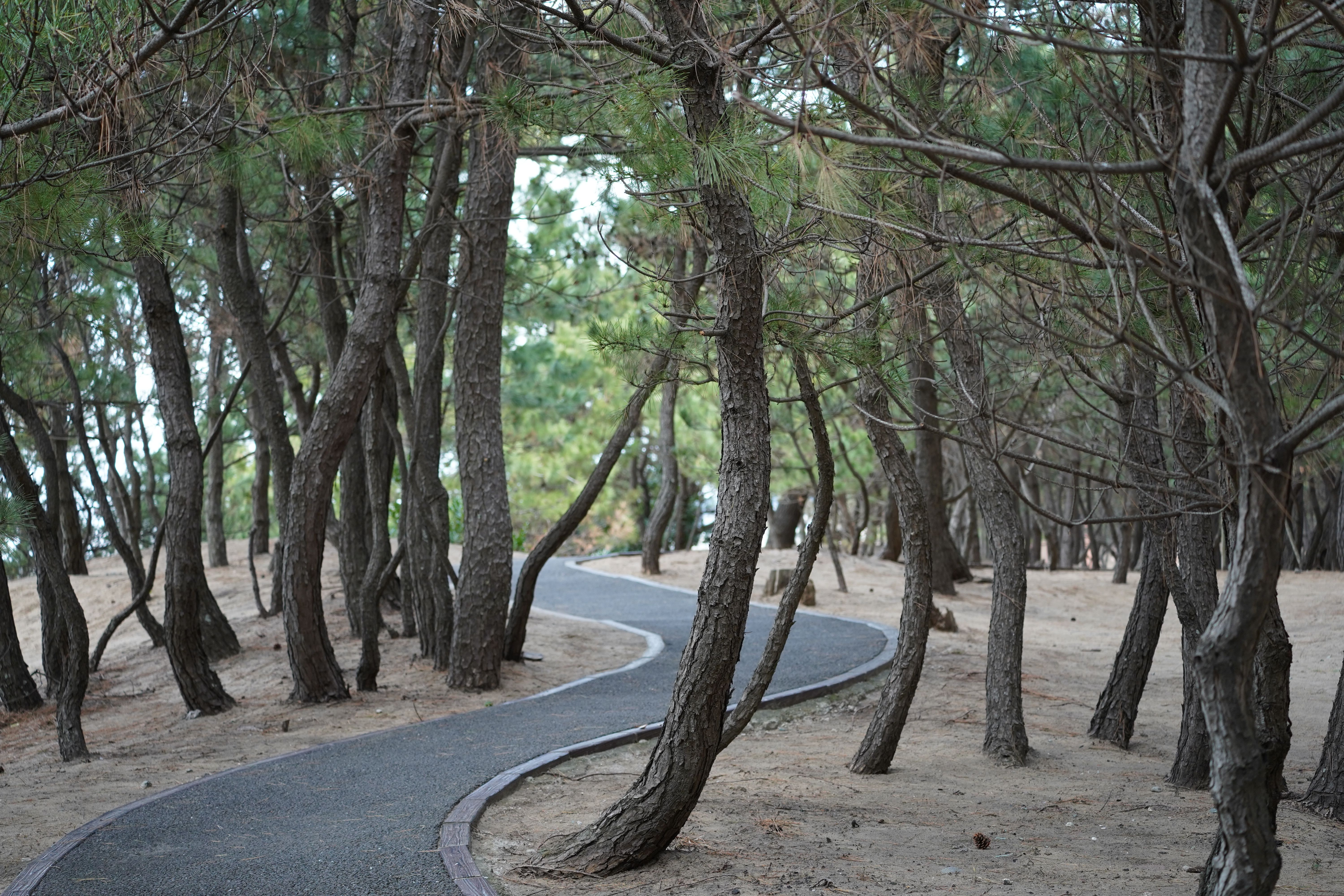 Black pine forest and trail signage near Troodos Square below Mount Olympus