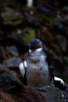 penguin photo
