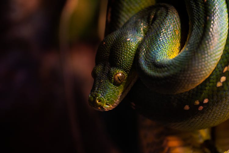 Close Up Of Green Snake