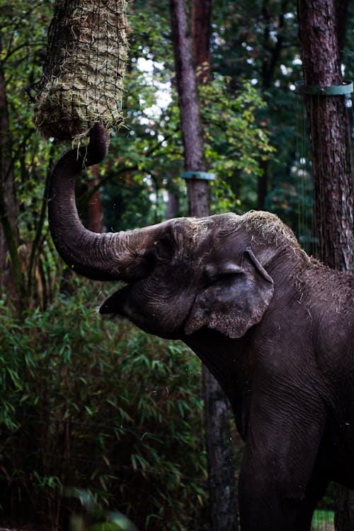 Kostnadsfri bild av djur, elefant, mobil tapeter