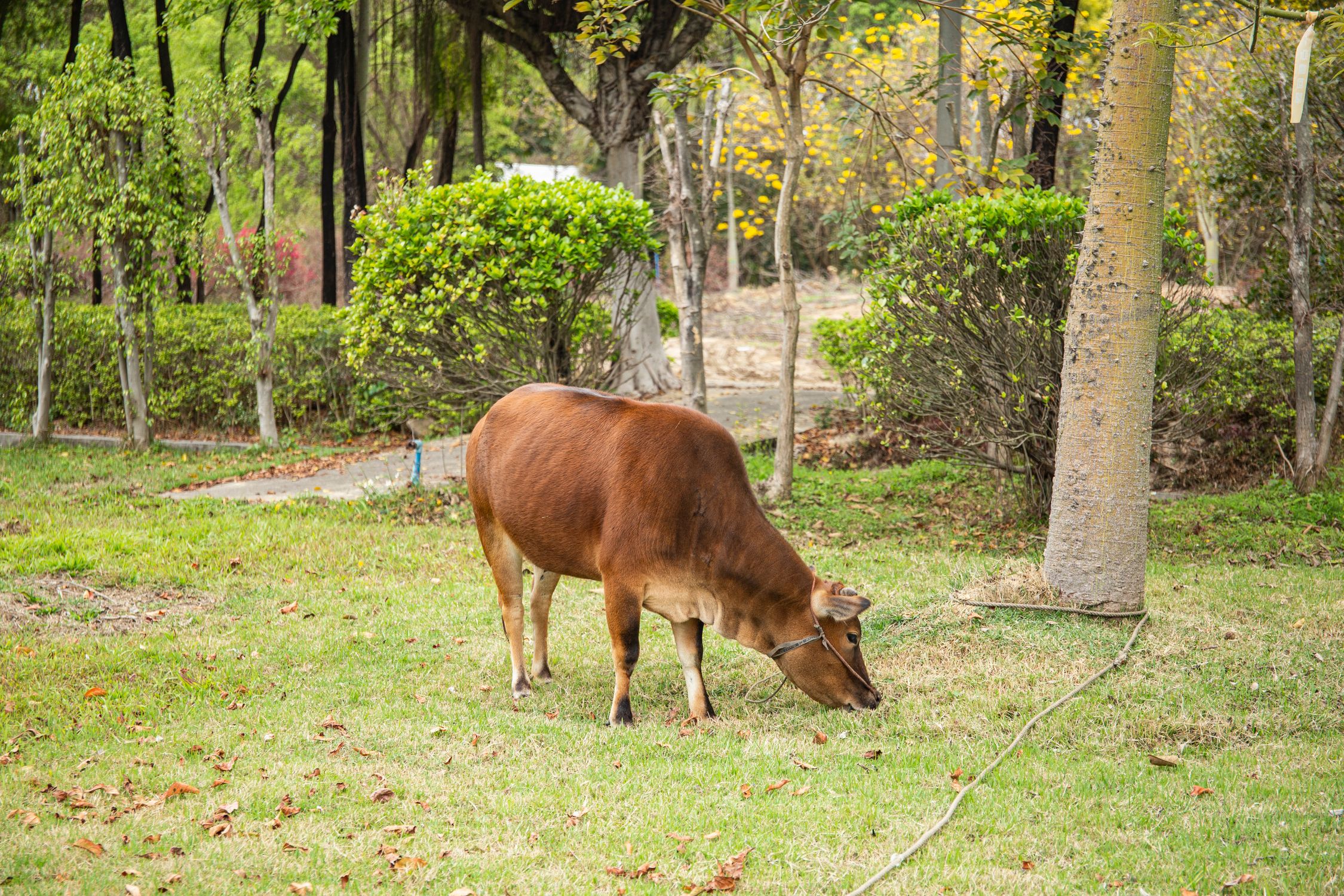 Cow Eating Grass by a Tree · Free Stock Photo
