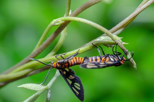 Free Detailed macro shot of two mating tiger moths, emphasizing their distinct patterns. Stock Photo