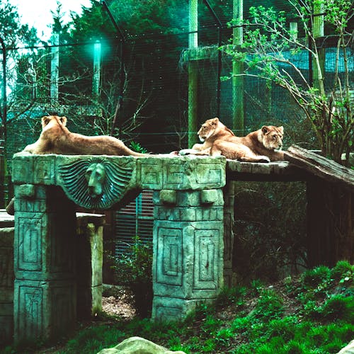 Kostnadsfri bild av djurpark, gräs, lejon