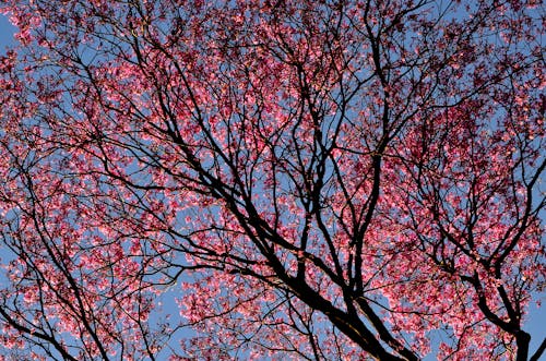 Fotos de stock gratuitas de árbol, brillante, cerezos en flor