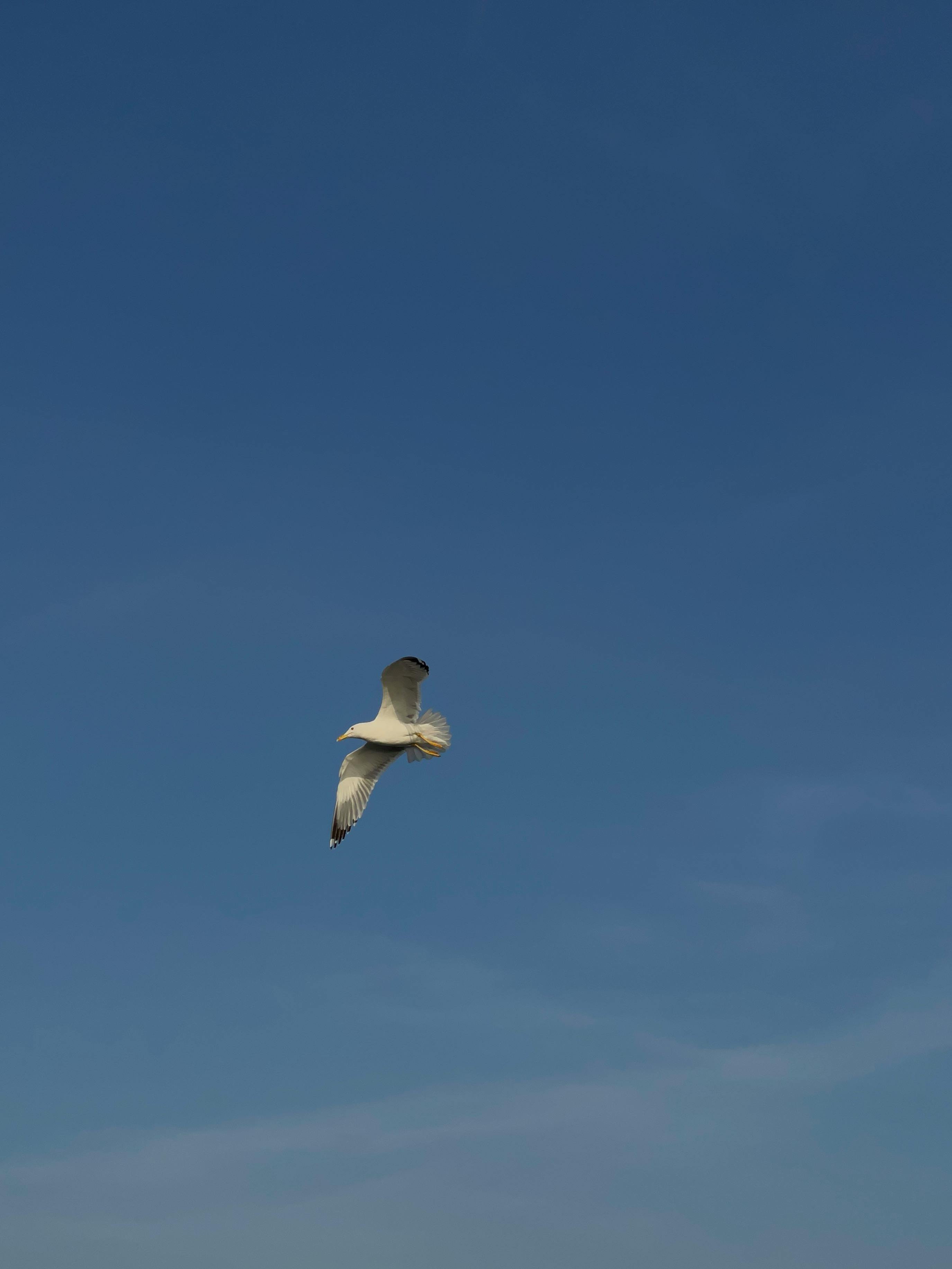 White Bird Flying Under Blue Sky · Free Stock Photo