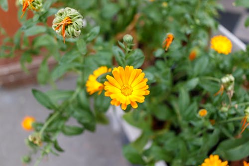 Imagine de stoc gratuită din floare, flori galbene, frumusețea naturii