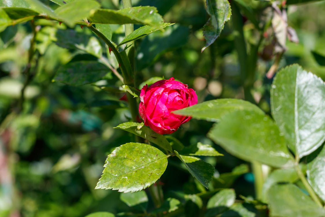 Gratis lagerfoto af blomst, naturens skønhed, planteblad