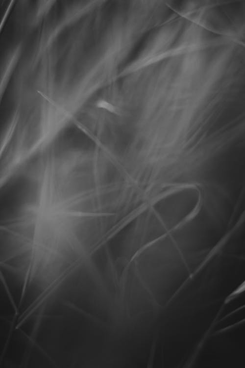 Foto d'estoc gratuïta de abstracte, blanc i negre, borrós