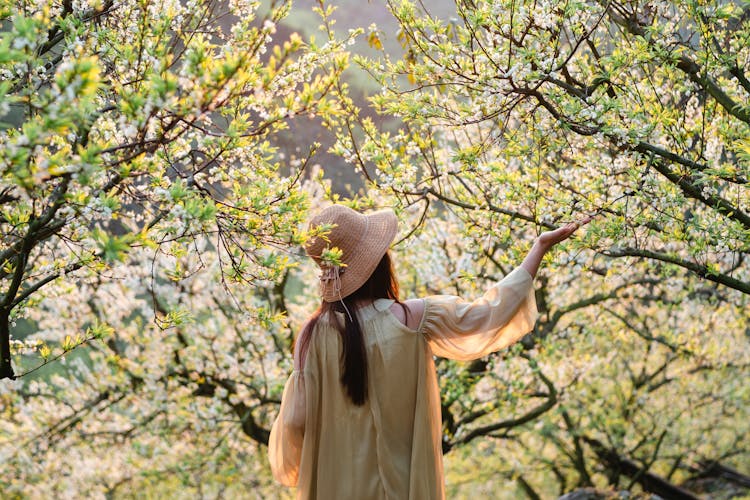 Back View Of A Woman Touching A Blossoming Branch