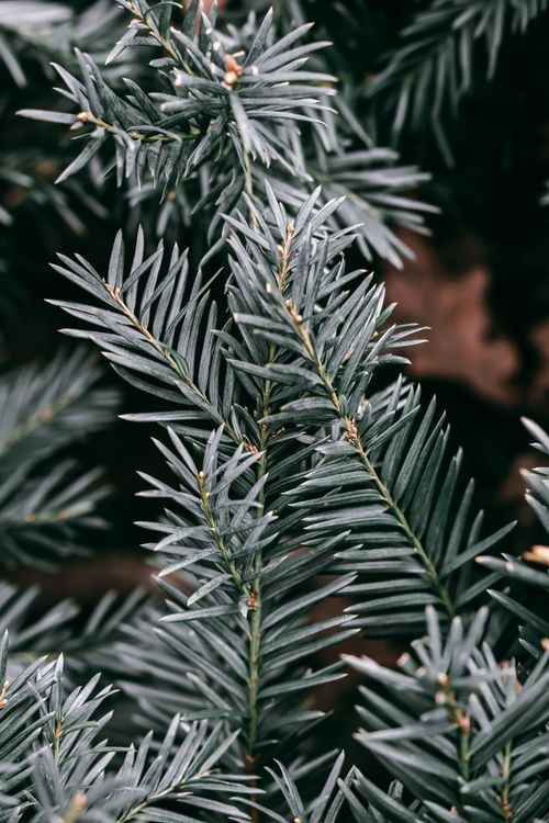Free Detailed image capturing the texture and beauty of evergreen pine needles in a natural setting. Stock Photo