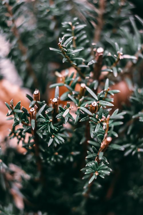 Free Macro shot of evergreen foliage with a lush, natural background, conveying a serene and organic feel. Stock Photo