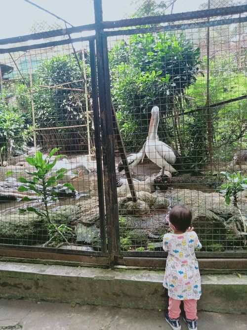Free at The Zoo Stock Photo