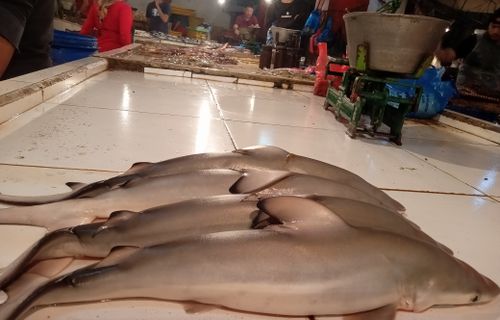 Free Baby Shark at traditional market Stock Photo
