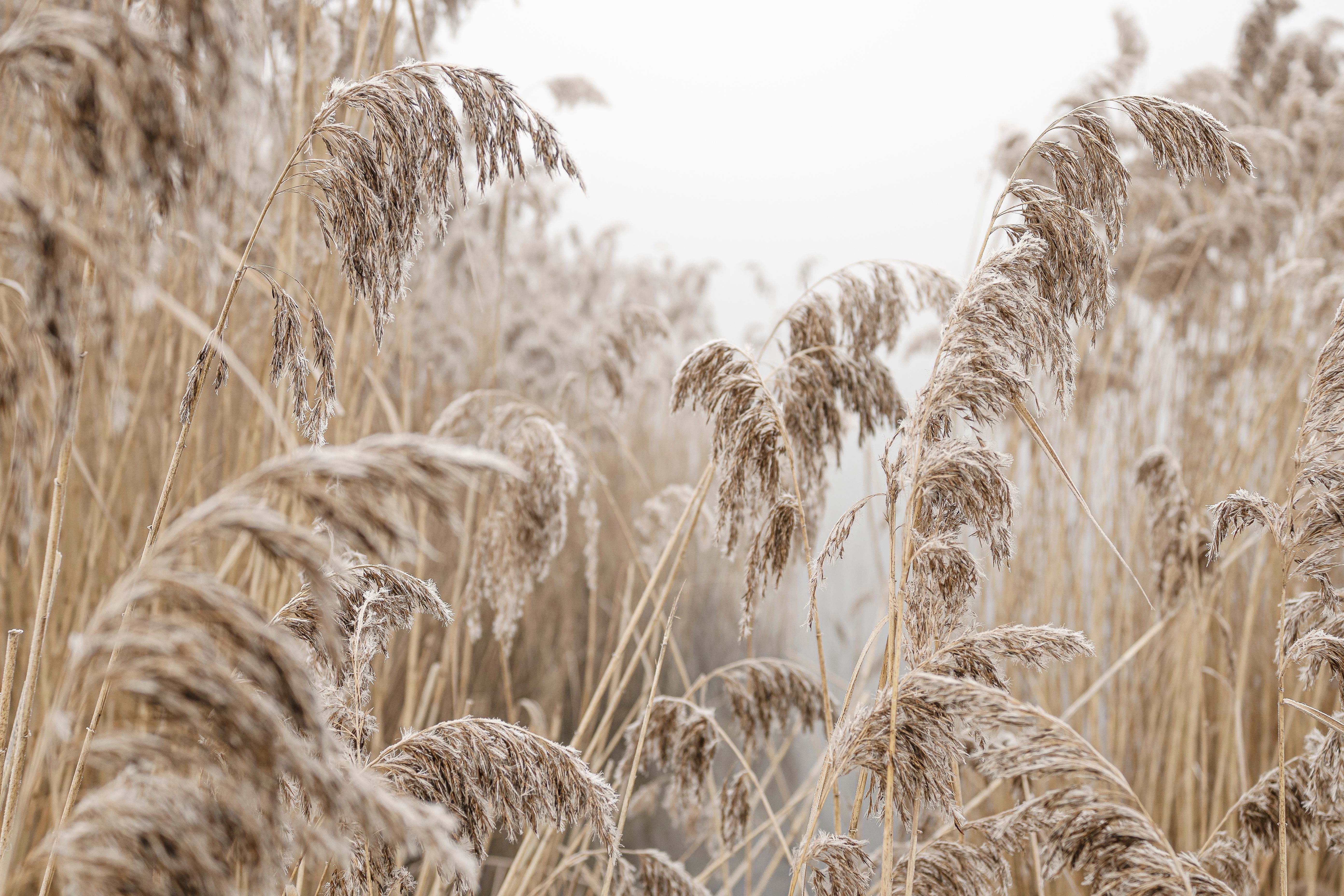 Close-up of tall reeds in a misty field, capturing calm and serenity in a winter landscape.
