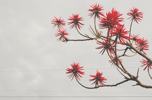 Red Flowers Bloomed Front Brown Tree Branch