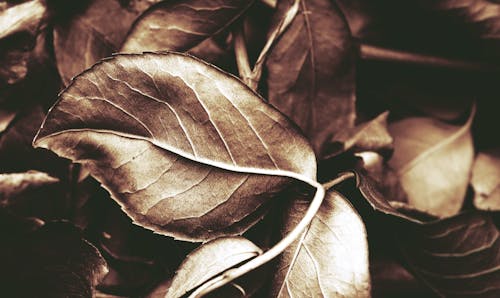 бесплатная Крупный план коричневых листьев Стоковое фото
