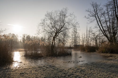 Gratis stockfoto met achtergrond, blauwe lucht, bomen