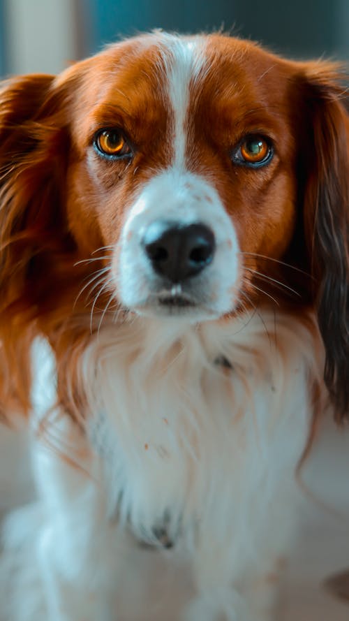 Red Dog Portrait