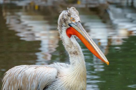Close up of Pelican