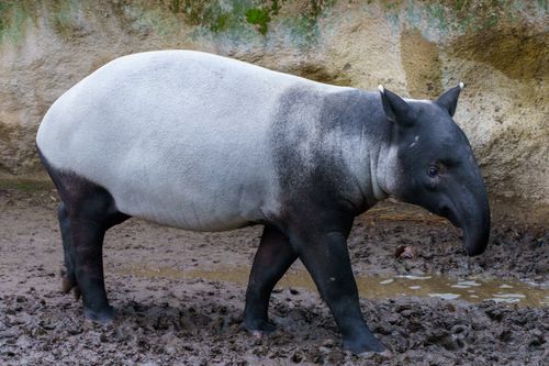 Free A Malayan Tapir (Tapirus indicus) exploring its muddy habitat outdoors. Stock Photo