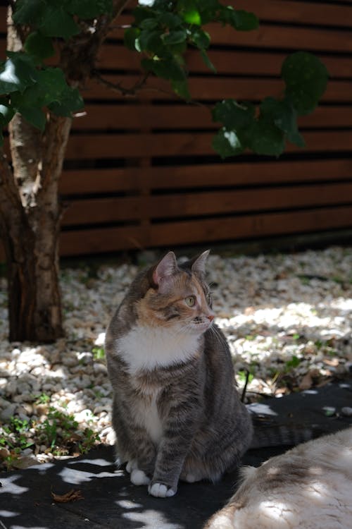 Foto d'estoc gratuïta de animal, fons de pantalla per al mòbil, fotografia de mascotes