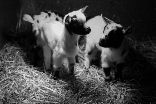 Goat Kids in Black and White