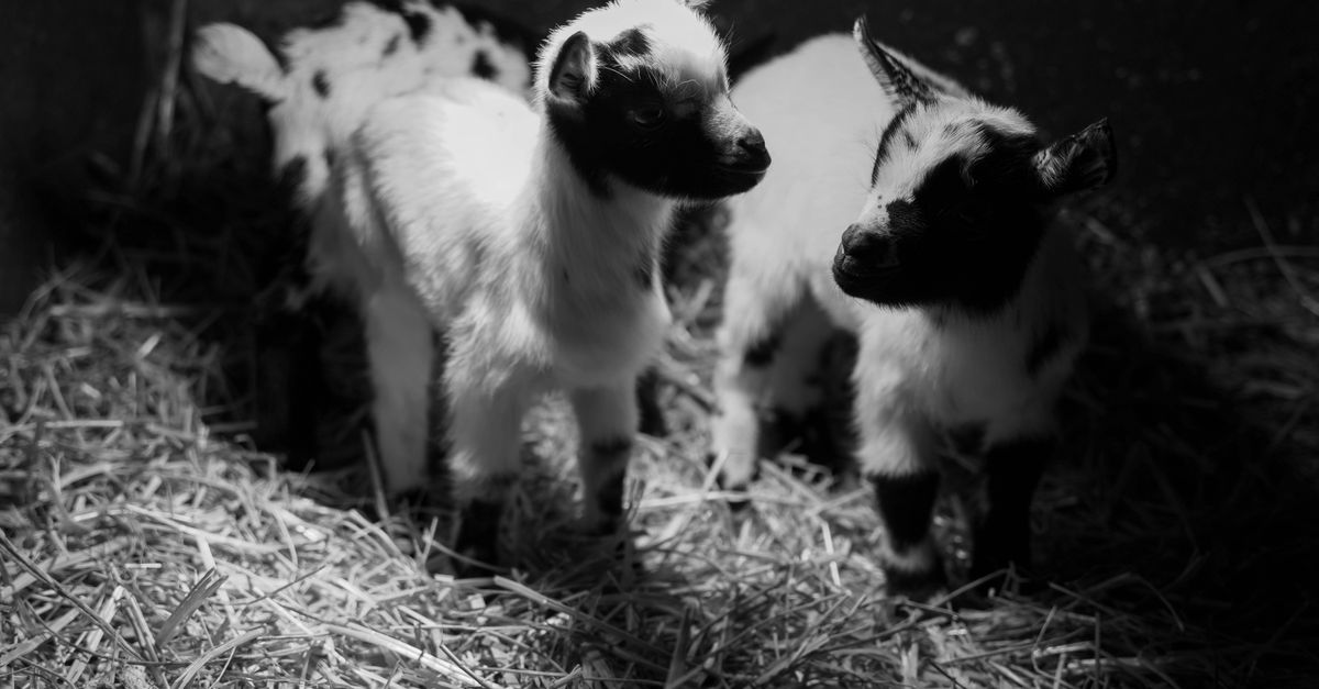 Rabies Alert: Baby Goats in Petting Zoo Test Positive