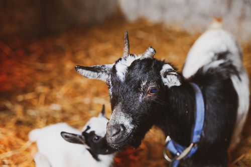 Free A black and white goat with horns in a straw-filled barn setting. Stock Photo