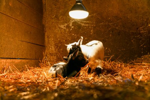 Free Two young goats rest under a warm lamp in a barn filled with straw, creating a cozy atmosphere. Stock Photo