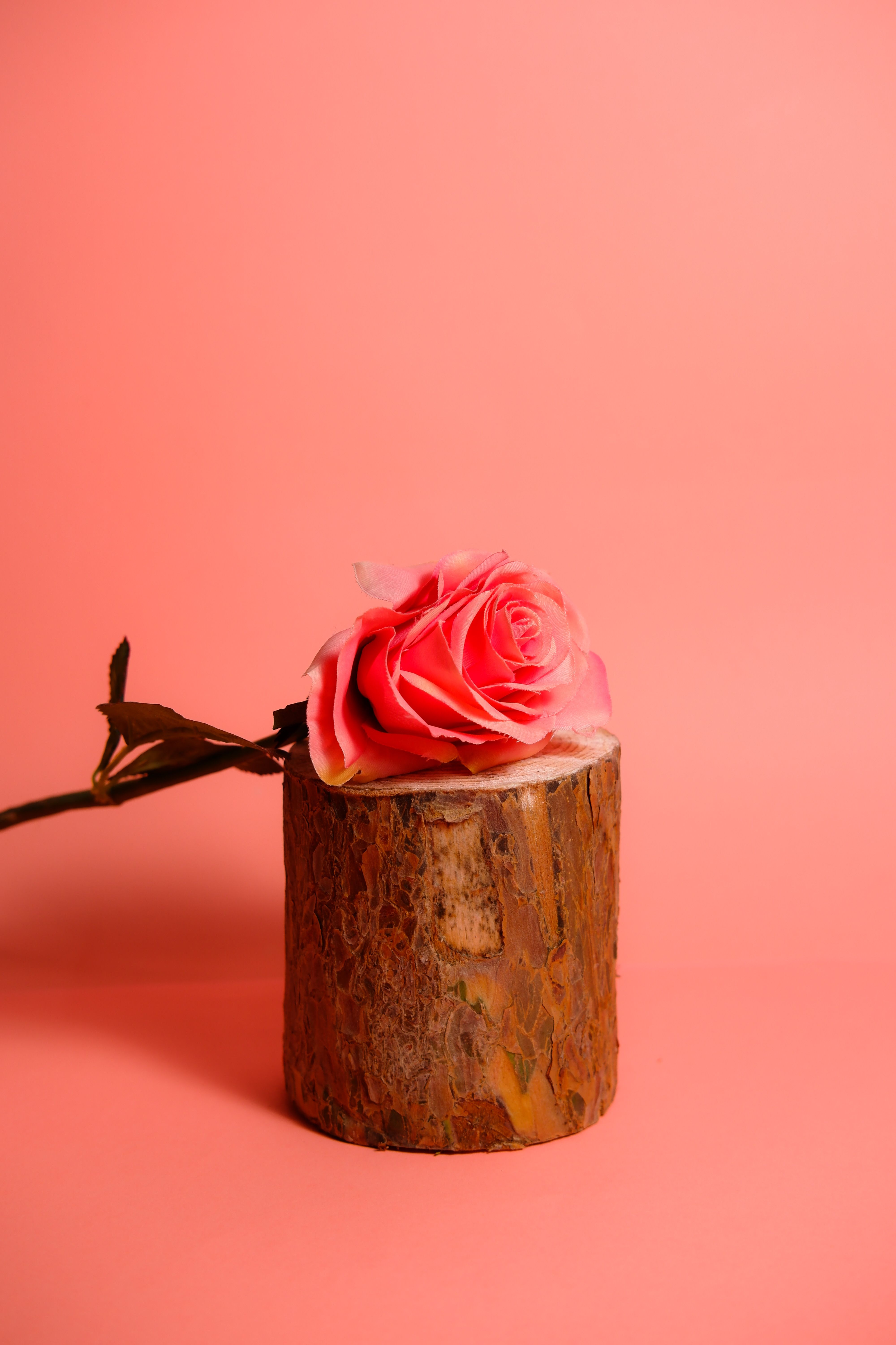Red Rose Lying on a Tree Trunk · Free Stock Photo