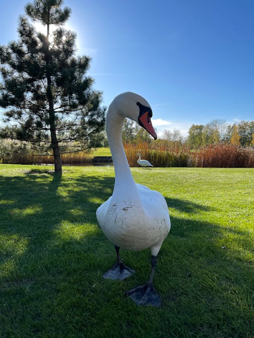 Swan on Grass