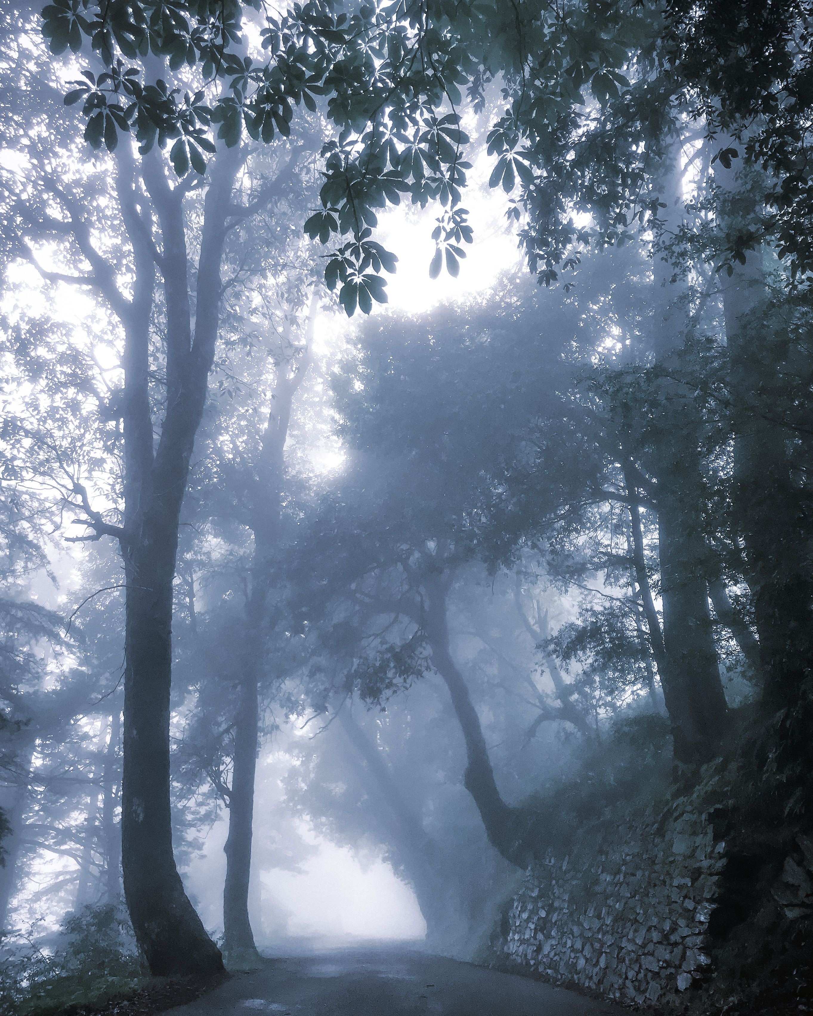 Road among Trees in Fog · Free Stock Photo