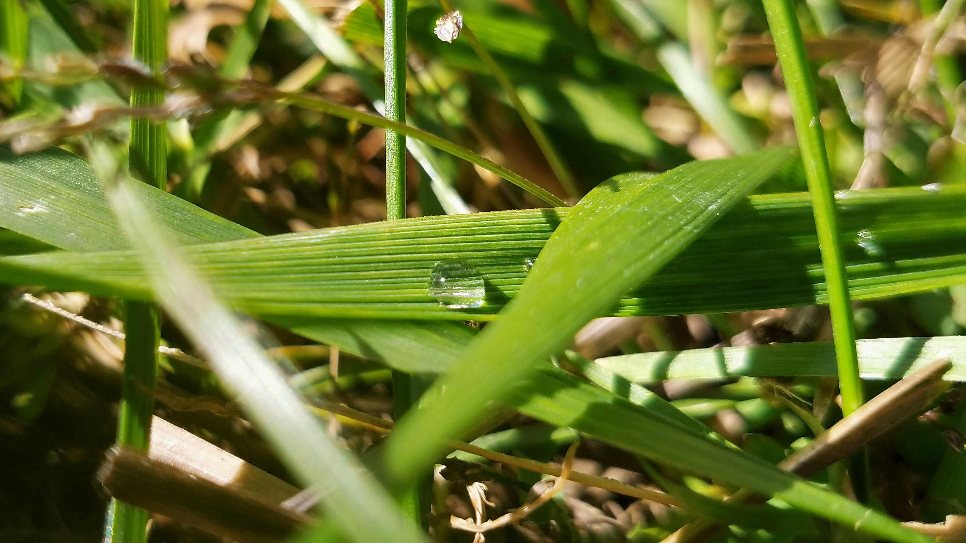 Free stock photo of blade of grass, closeup, selective focus
