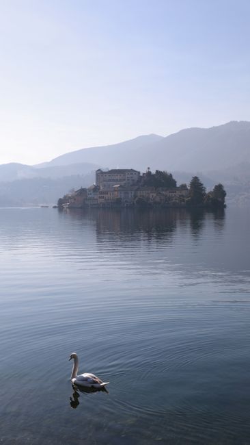 Serene view of a swan gliding on a calm lake with a distant island.