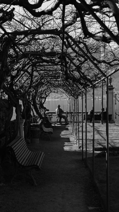 Foto stok gratis hitam & putih, laut, pohon