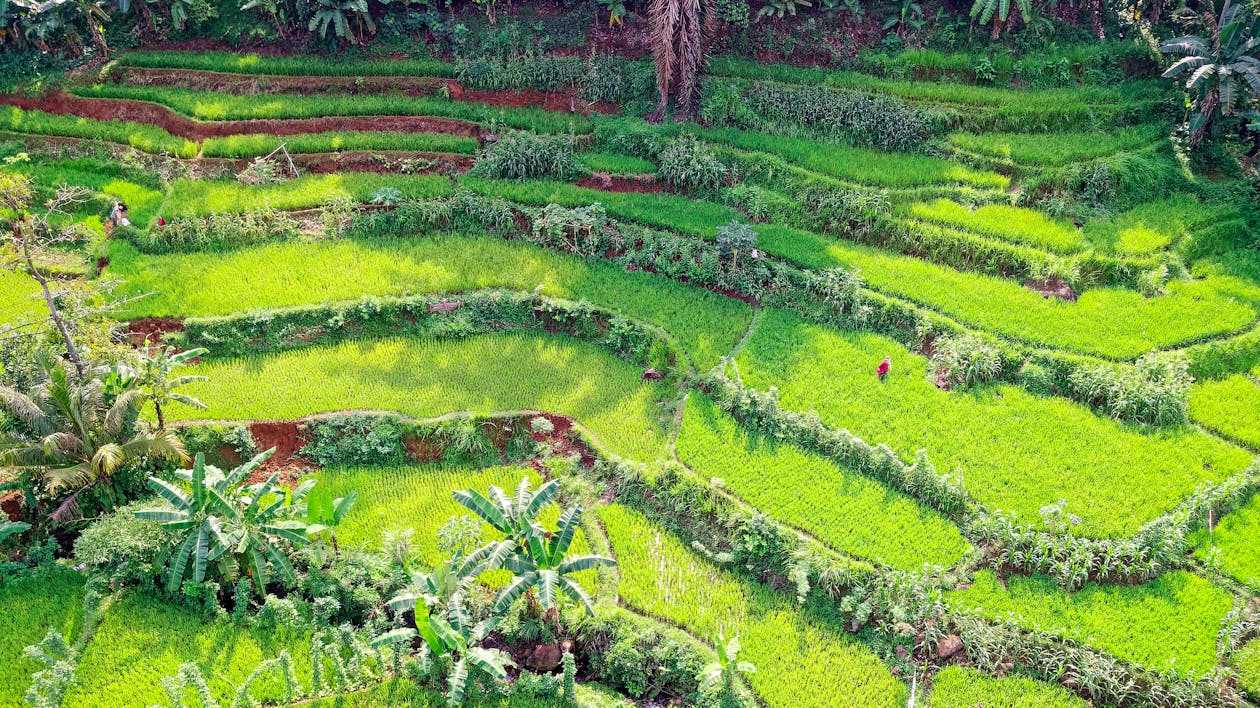 Foto d'estoc gratuïta de agricultura, arròs, camp