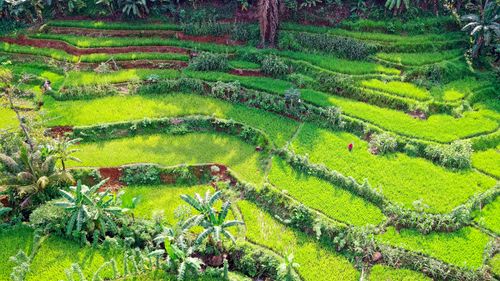 Free Vibrant green terraced rice fields in Rumpin, West Java, showcasing rural agriculture. Stock Photo