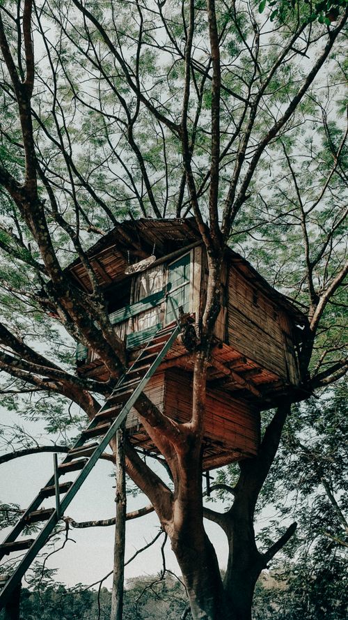 Free A wooden treehouse perched in a tree with ladder access, located in Idukki Township, India. Stock Photo