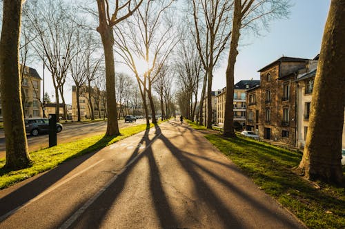 Imagine de stoc gratuită din arbori, caldarâm, cer albastru