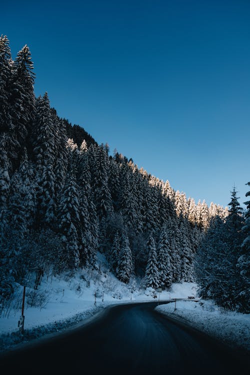Fotobanka s bezplatnými fotkami na tému cesta, les, sneh