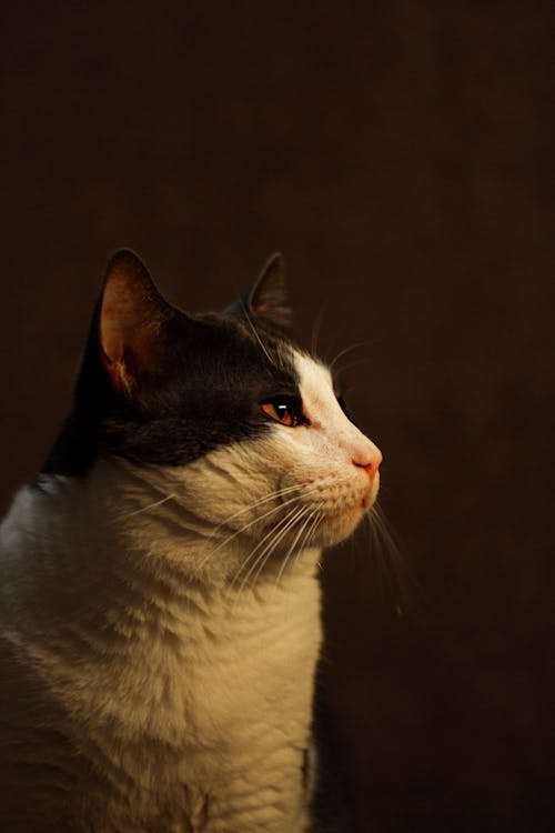Portrait of a Black and White Cat 