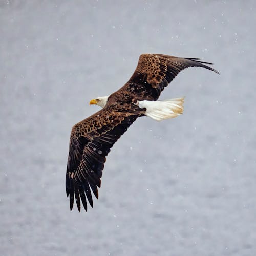 Close-up of a Bald Eagle Flying 