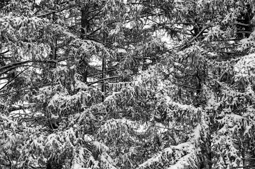 Coniferous Trees Covered in Snow 
