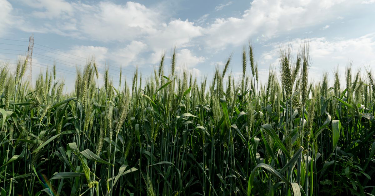 Les avantages méconnus de l'agriculture biodynamique