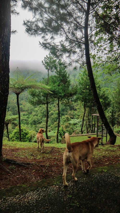 Imagine de stoc gratuită din animal, câine alerga, câine brun