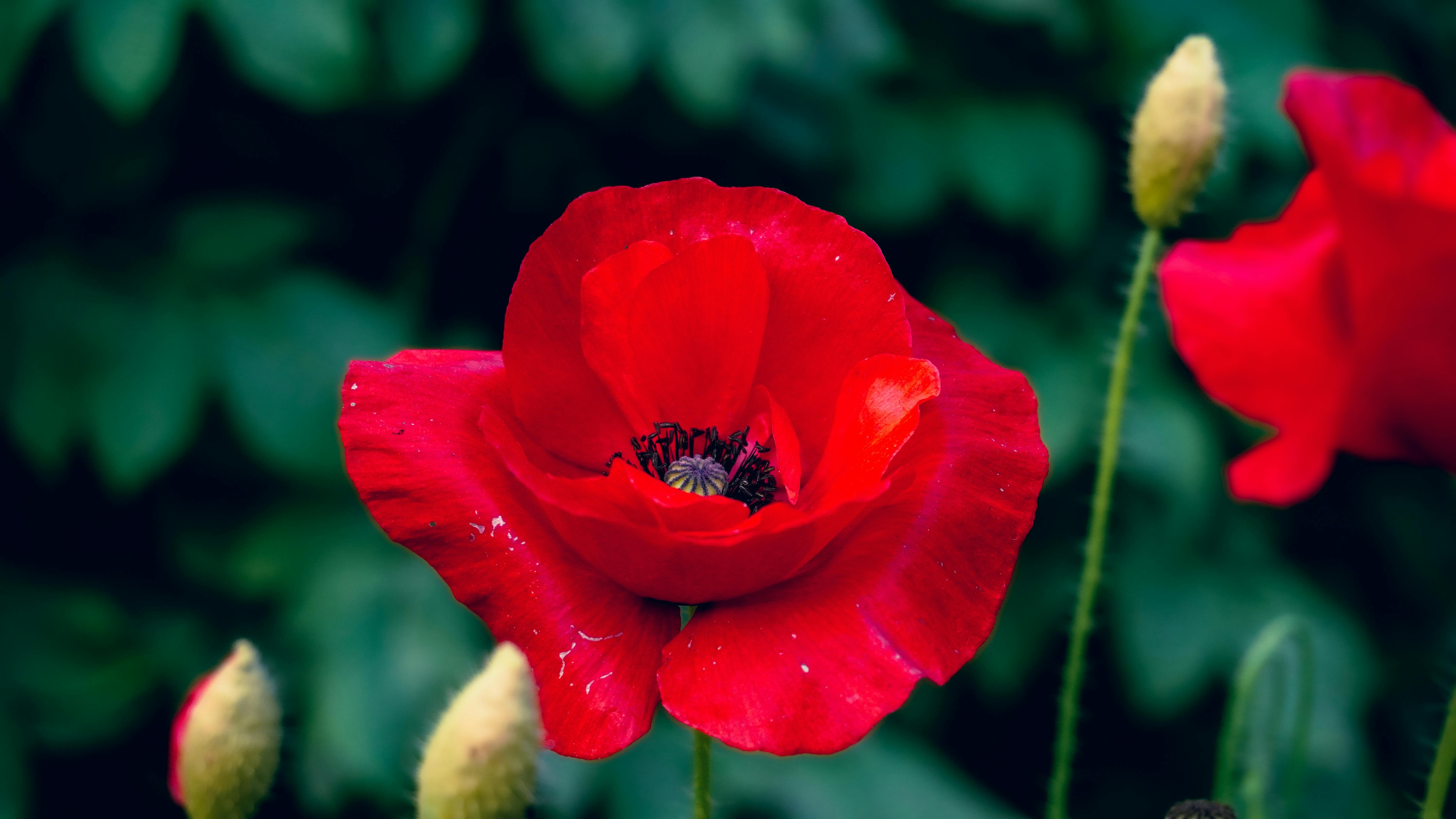 Poppy 4K 5K HD Wallpapers | HD Wallpapers | ID #32344