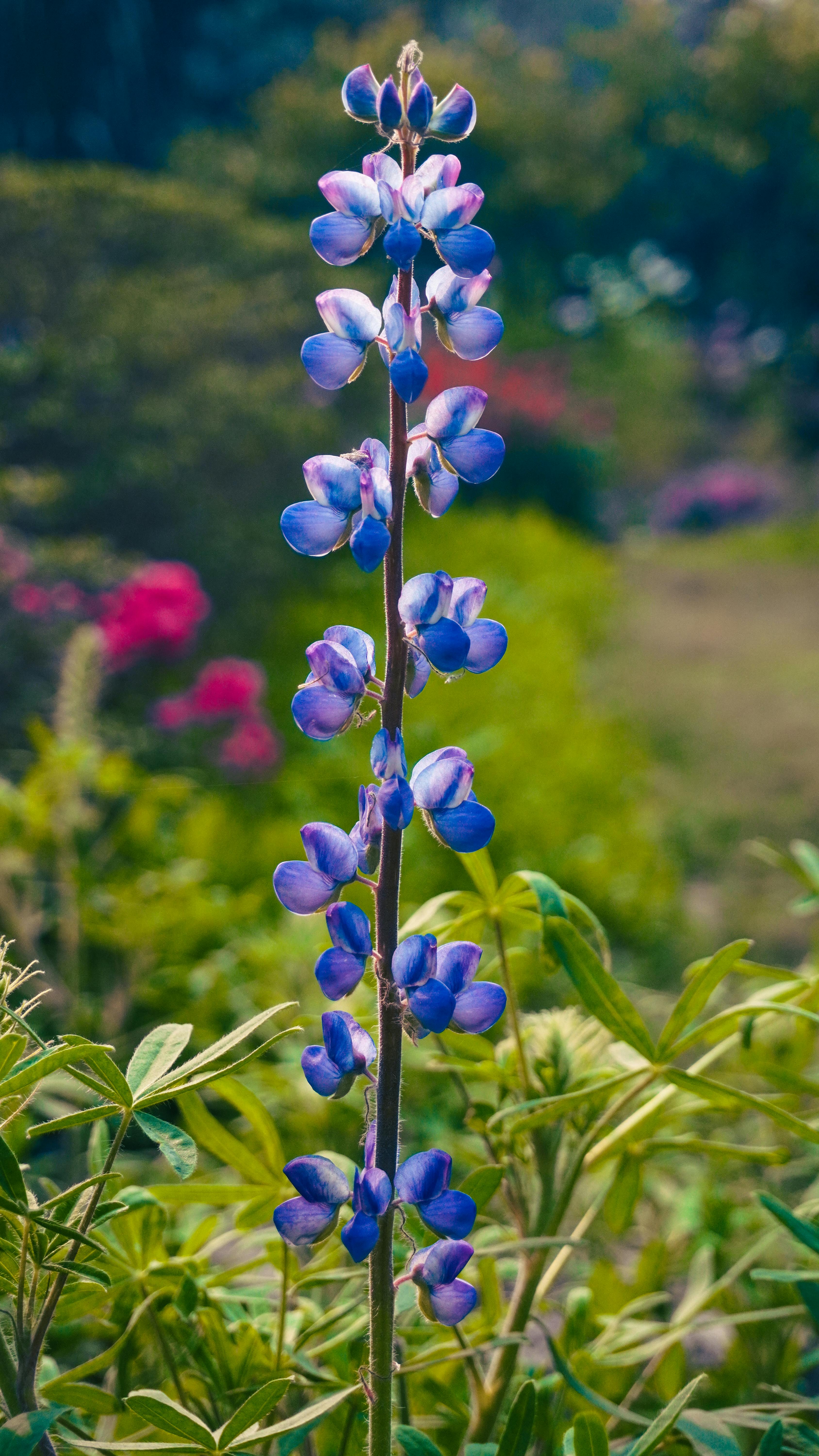 lupine flower close up