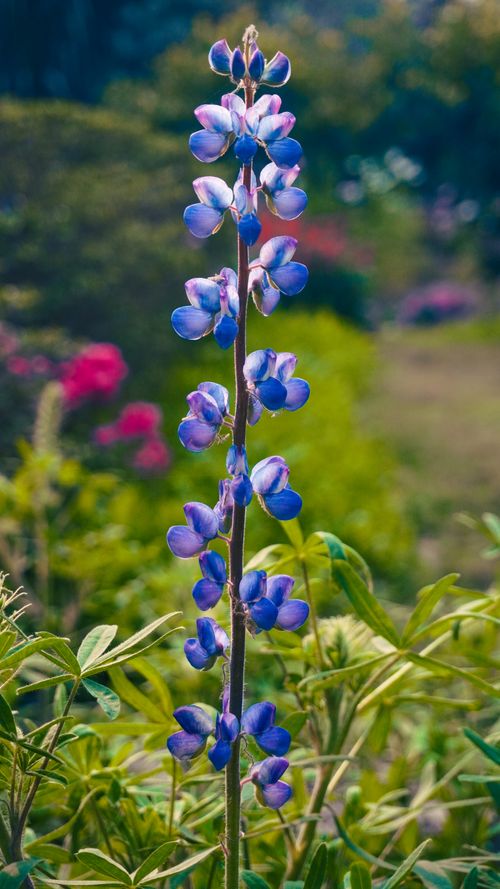 Free Close-up of a blooming Arctic lupine flower in a garden setting, showcasing its vibrant purple petals. Stock Photo