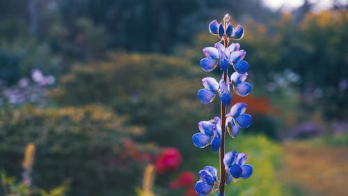 Plant with Blue Flowers 