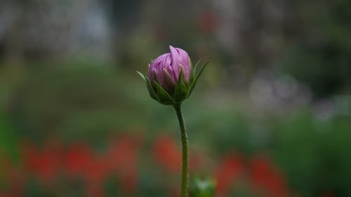 Close-up of a Purple Flower Bud 